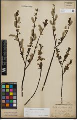 Foto von Salix phylicifolia L.
